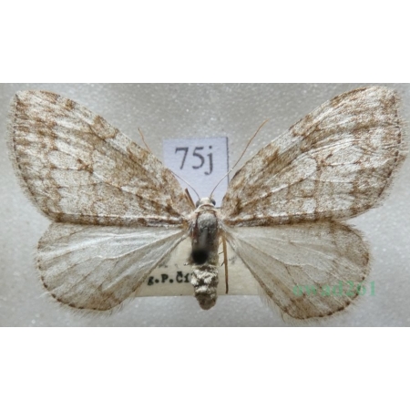 Epirrita christyi (Allen, 1906) Paśnik grabowiak Czech75j